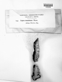 Image of Trametes maxima